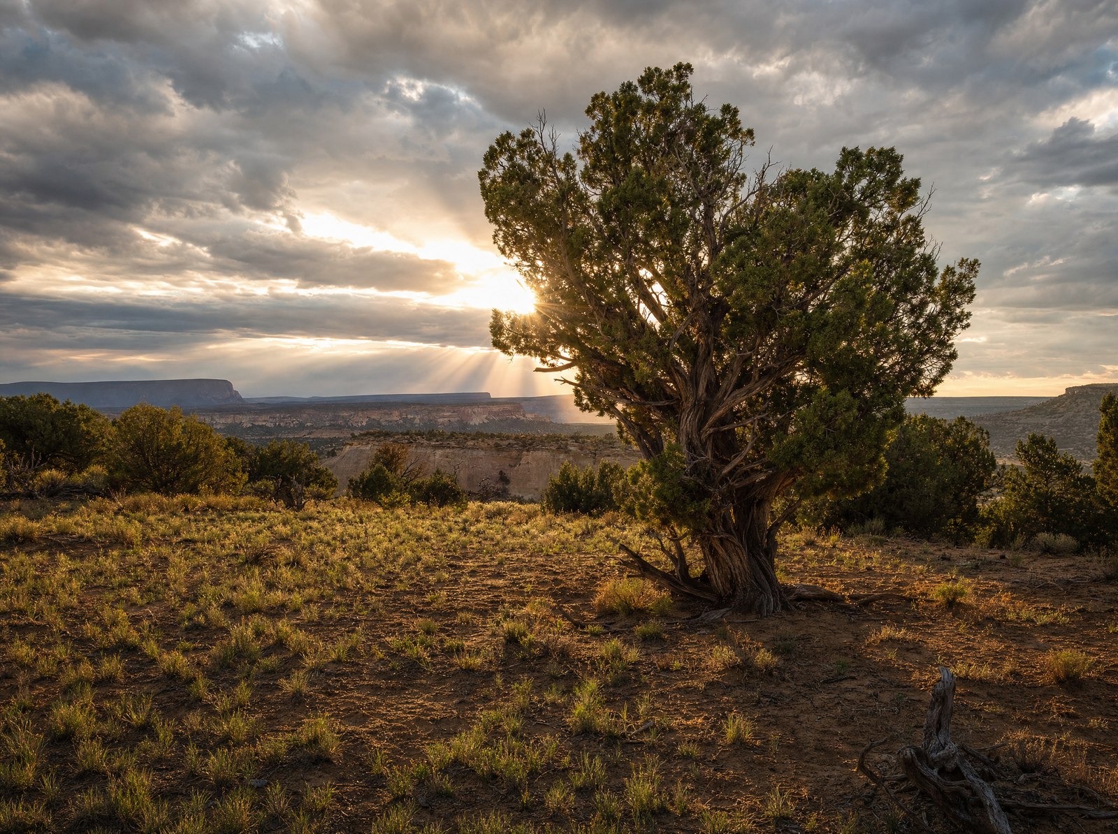 Old juniper under a dramatic sky